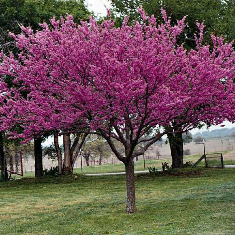 نهال ارغوان شرقی