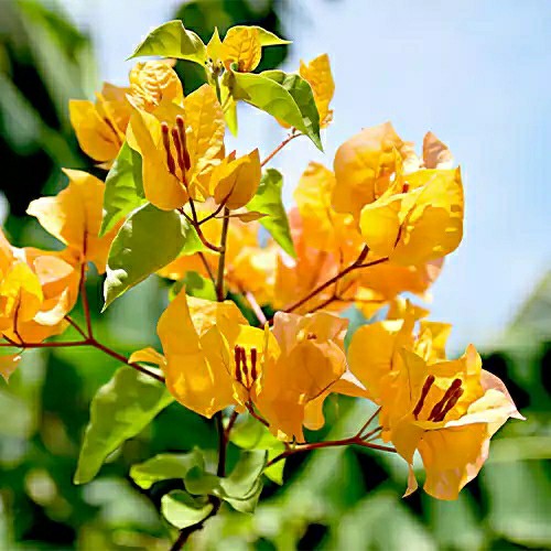 نهال گل کاغذی زرد