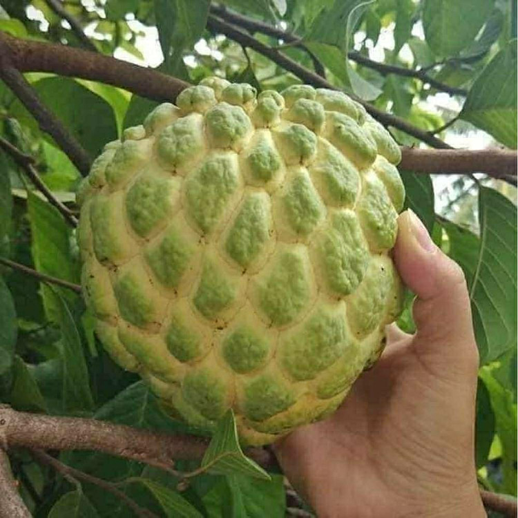 نهال شوگر اپل جاینت درشت