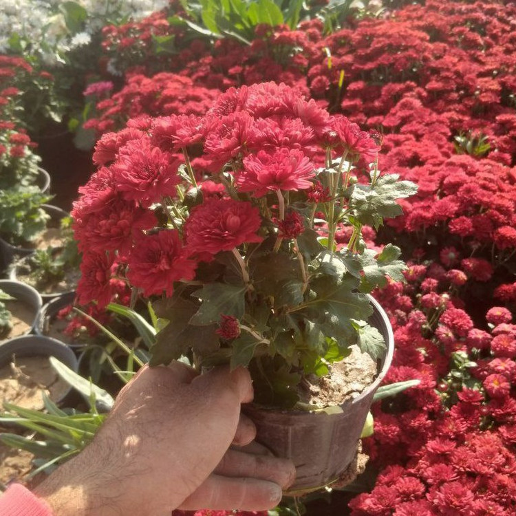 نهال گل داوودی رنگی