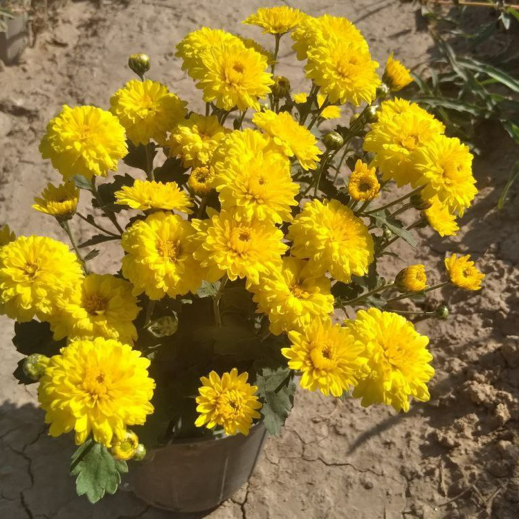 نهال گل داوودی رنگی