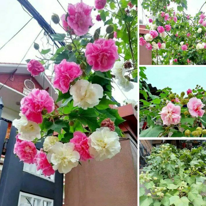 نهال ختمی سه رنگ کانادایی