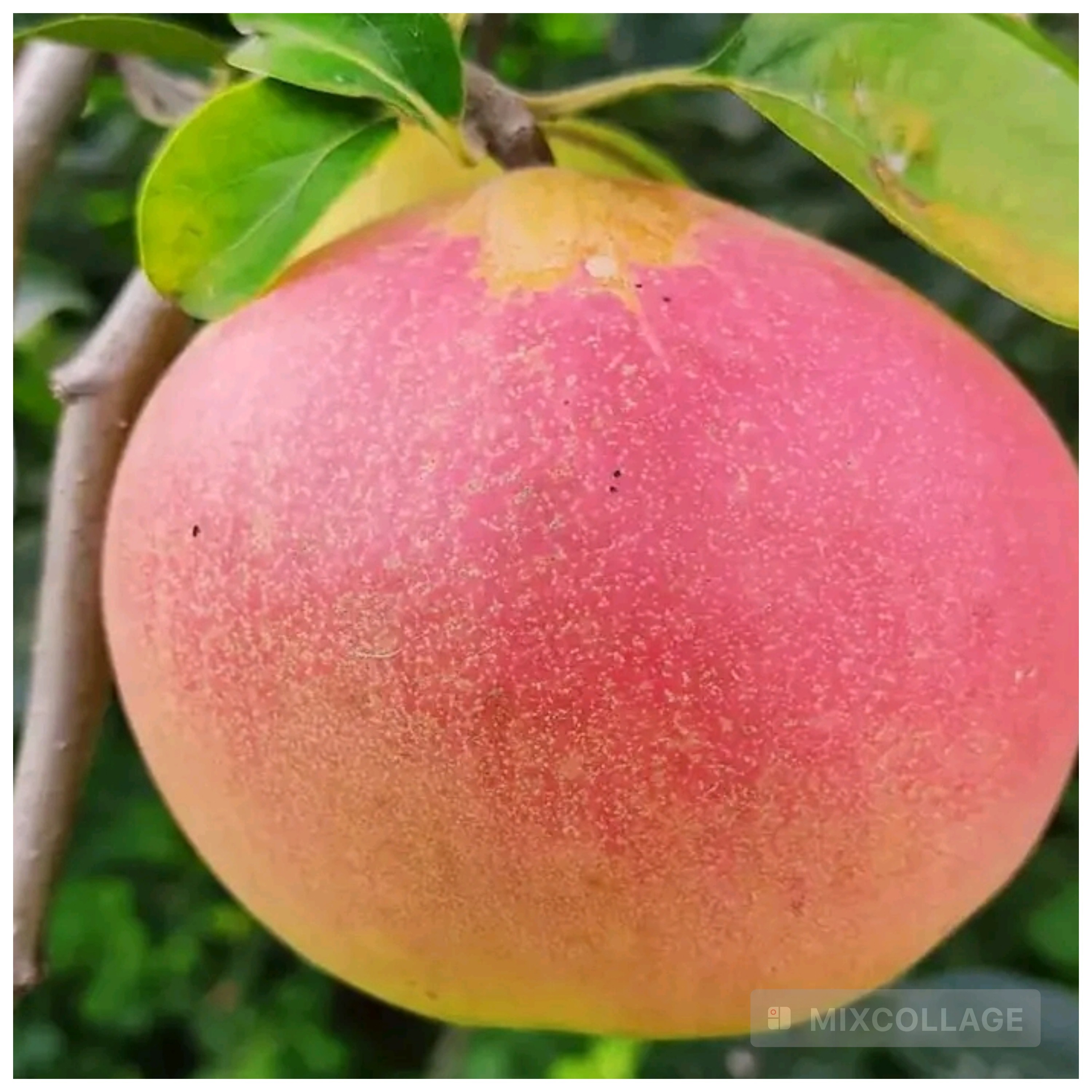 نهال به قرمز کمیاب
