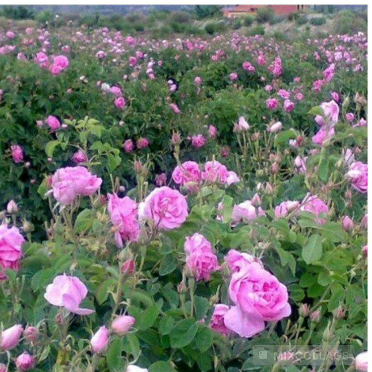 نهال گل محمدی گلاب