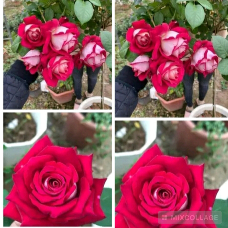 نهال رز پشت نقره ای