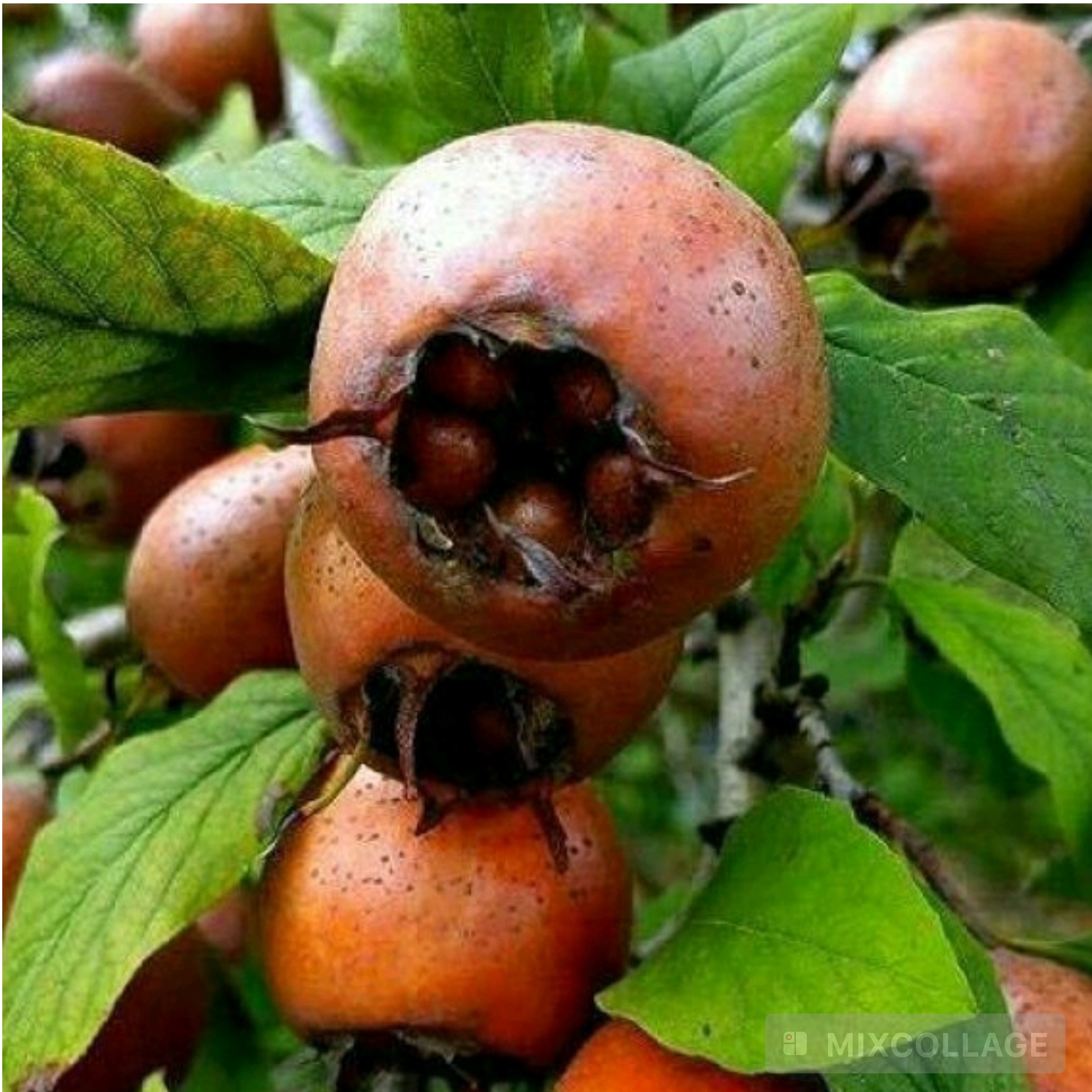 نهال کندس درشت