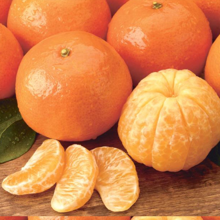 نهال نارنگی پچ
