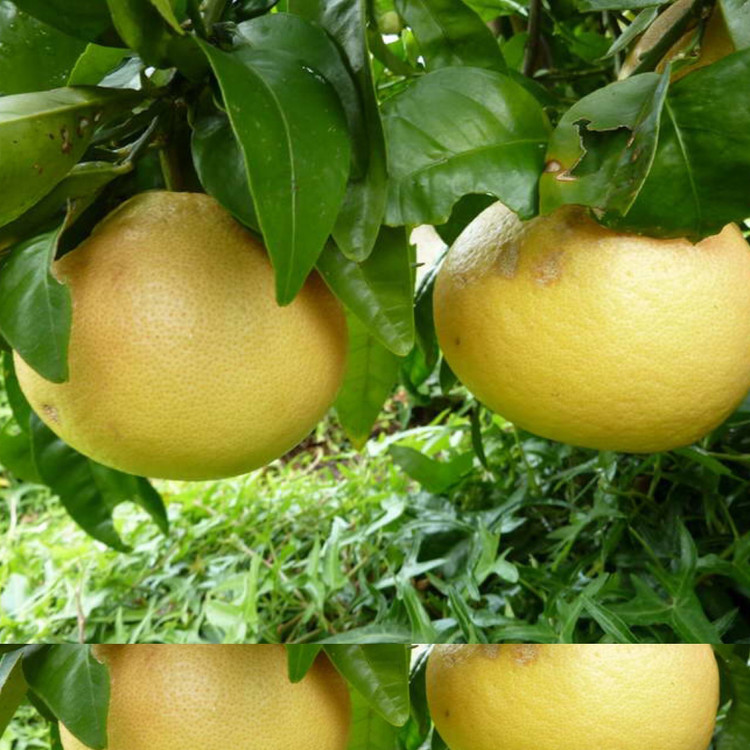 نهال دارابی
