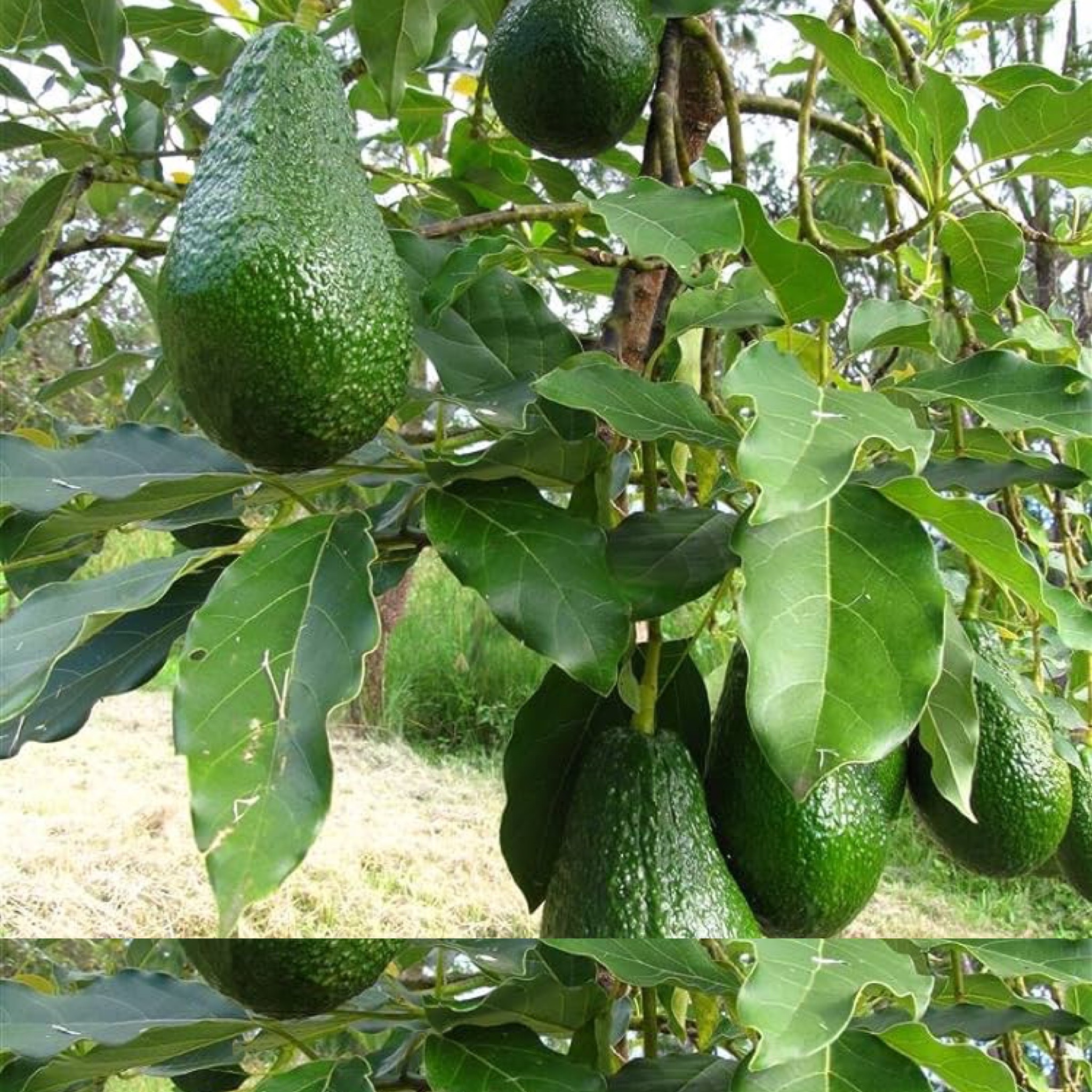 نهال آووکادو بیکن پیوندی