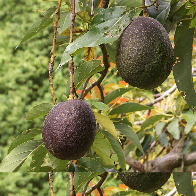 نهال آووکادو رید پیوندی