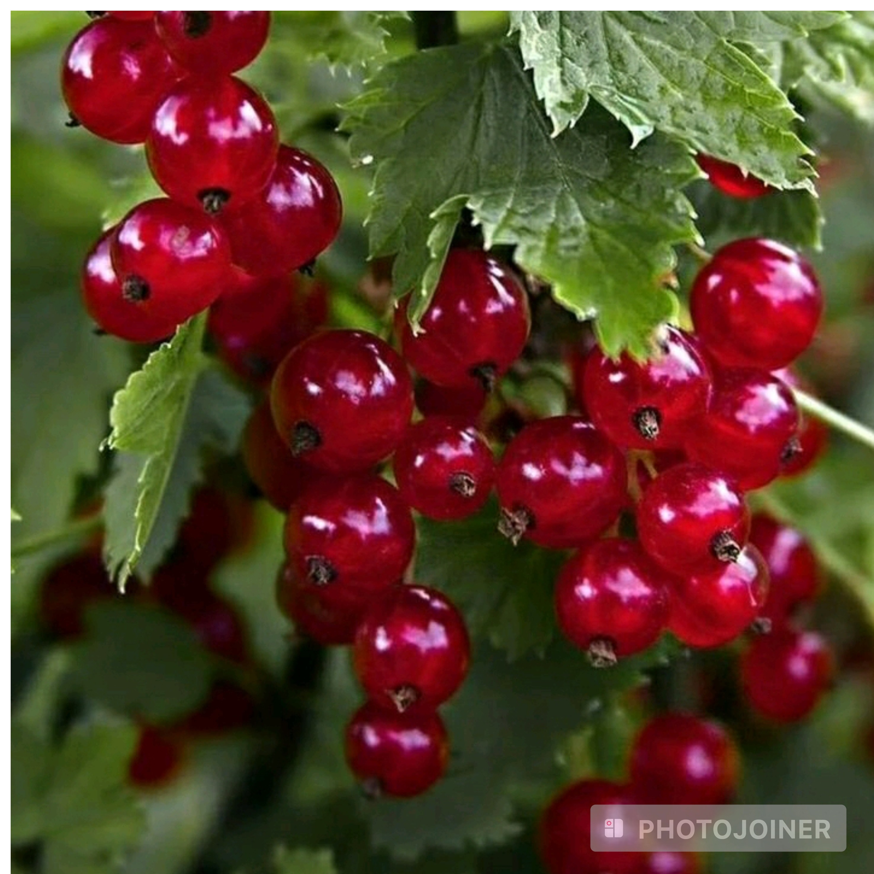 نهال کارنت درشت هلندی