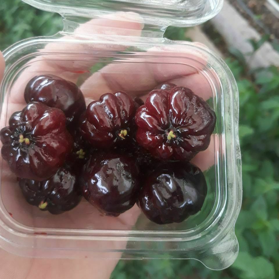 نهال گیلاس سورینام سیاه