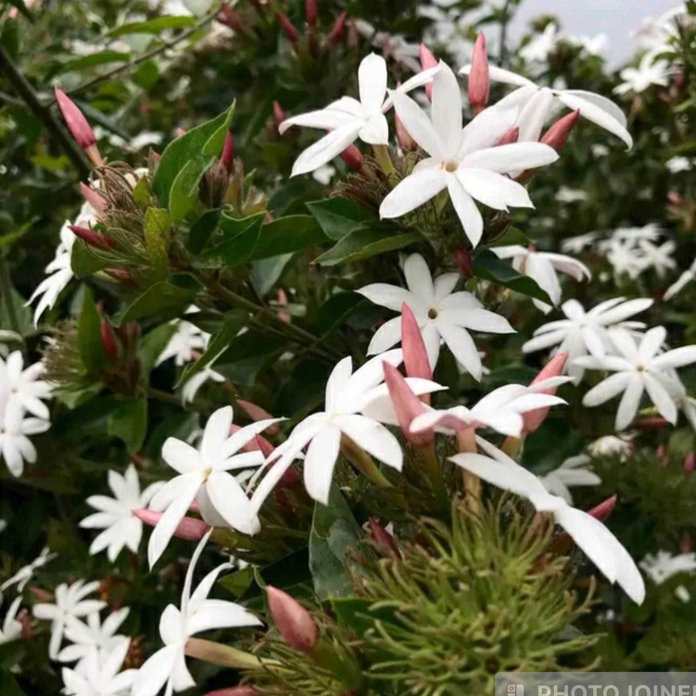 نهال  یاس انگلیسی