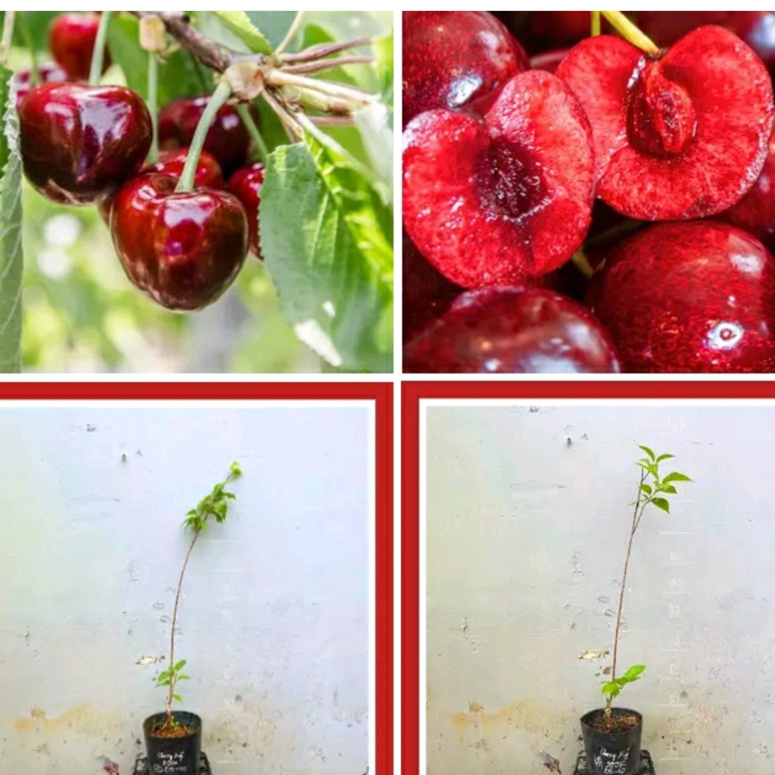 نهال گیلاس شمال