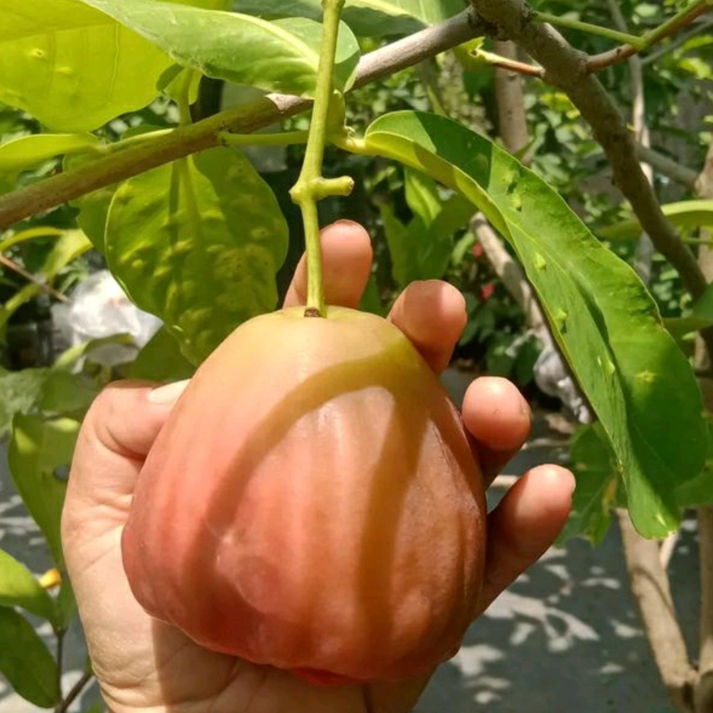 نهال سیب زنگوله ای یکساله