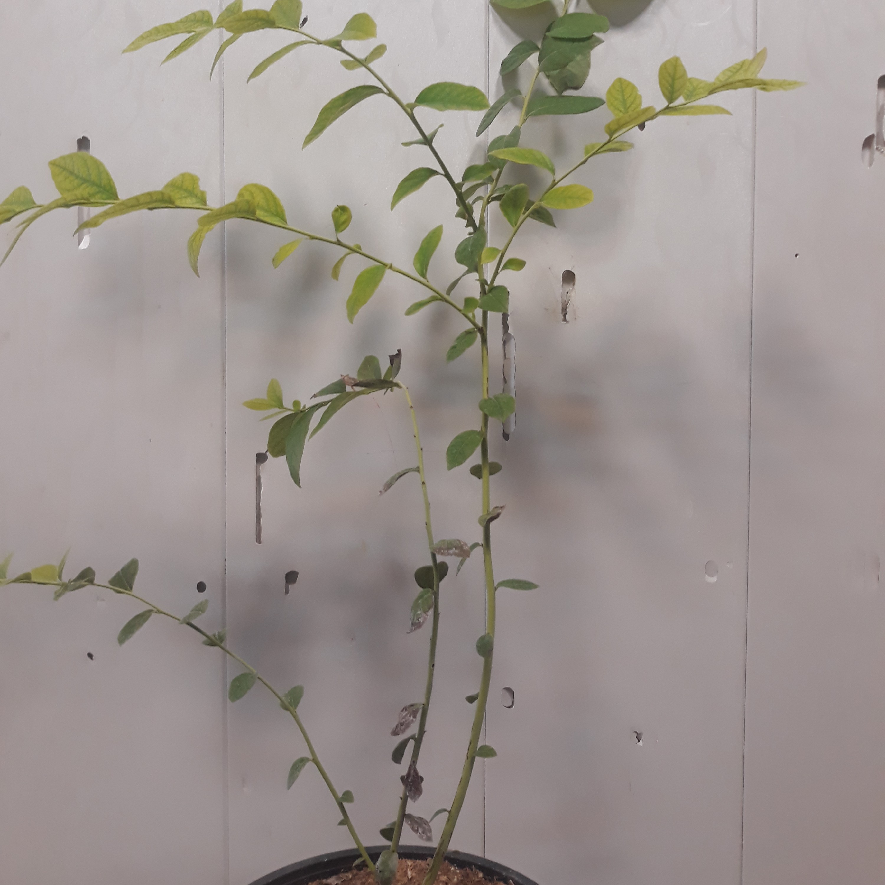 نهال بلوبری  بزرگ 50 60 سانتی