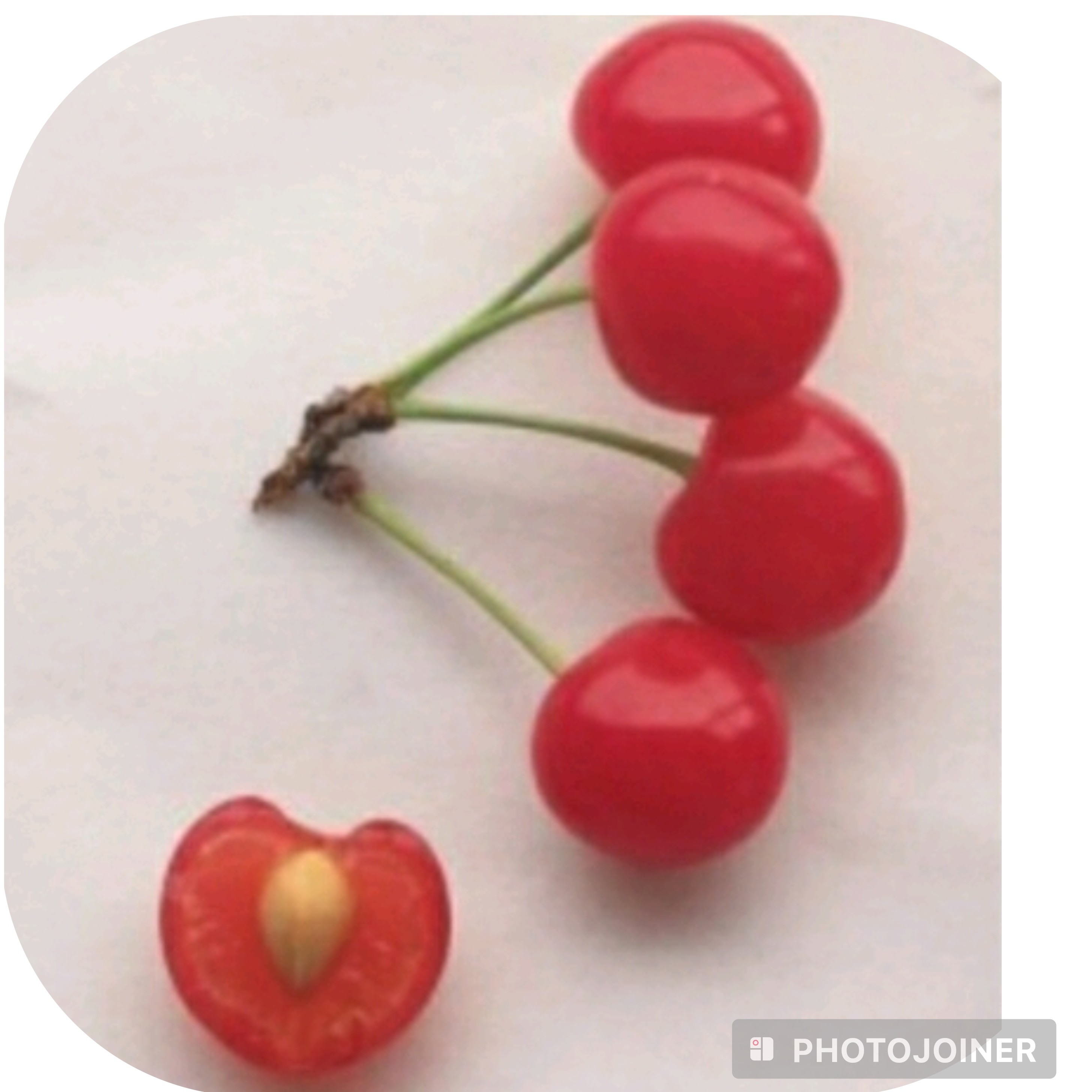 نهال آلبالو گوشواره ای