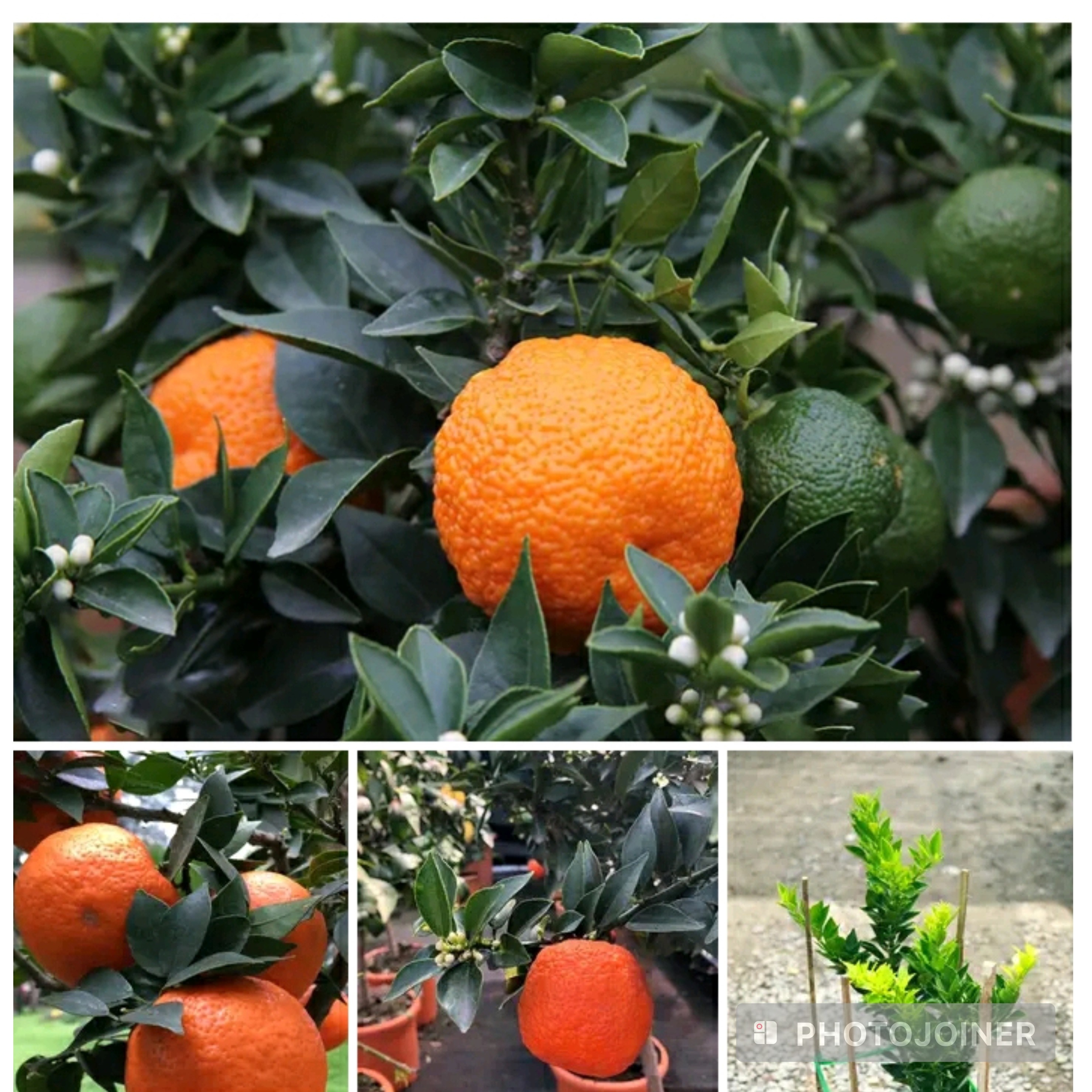 نهال نارنج درشت آبدار