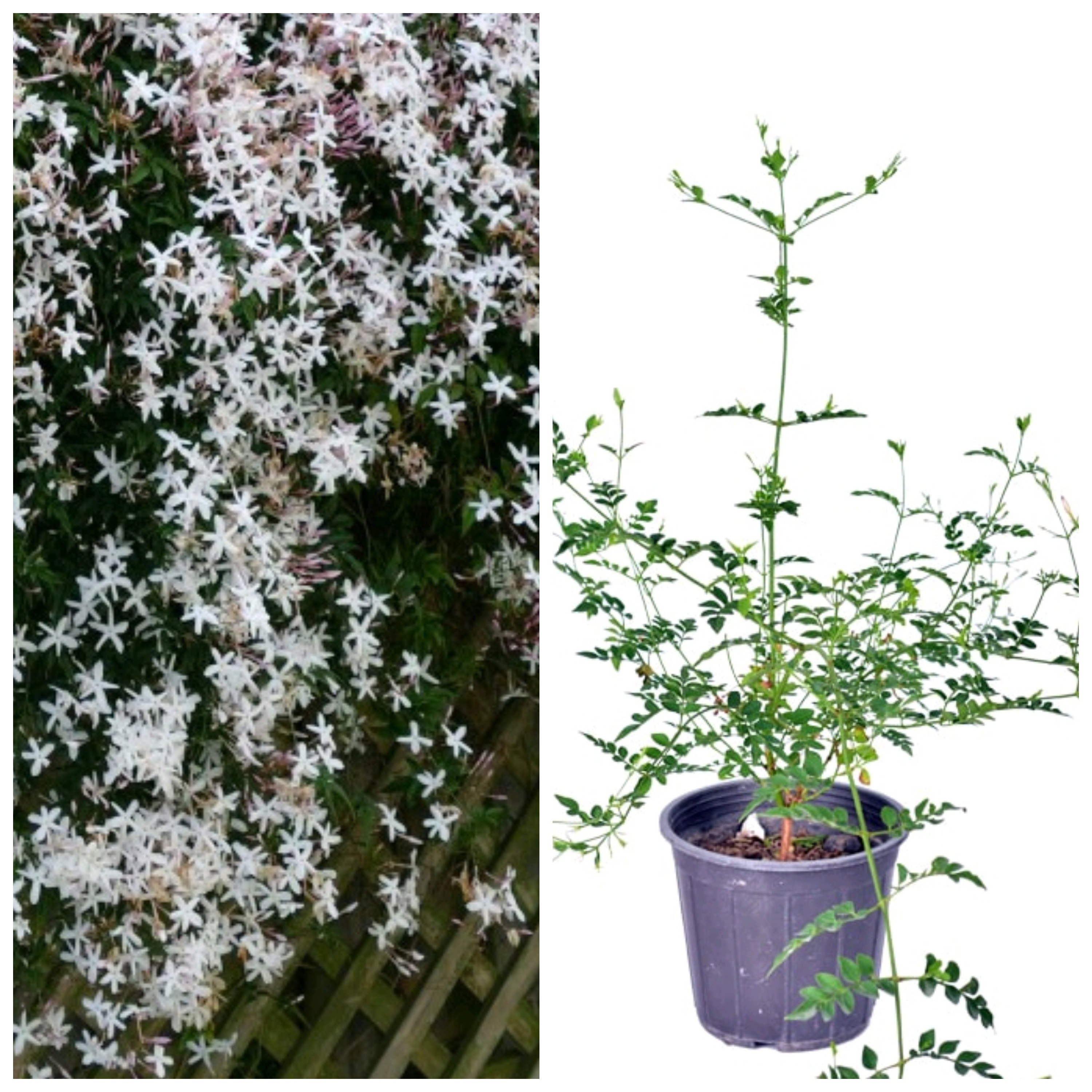 نهال یاس چمپا معطر رونده