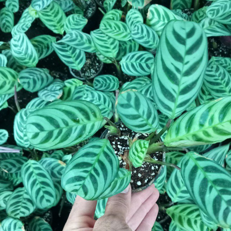 بوته کالاته آ