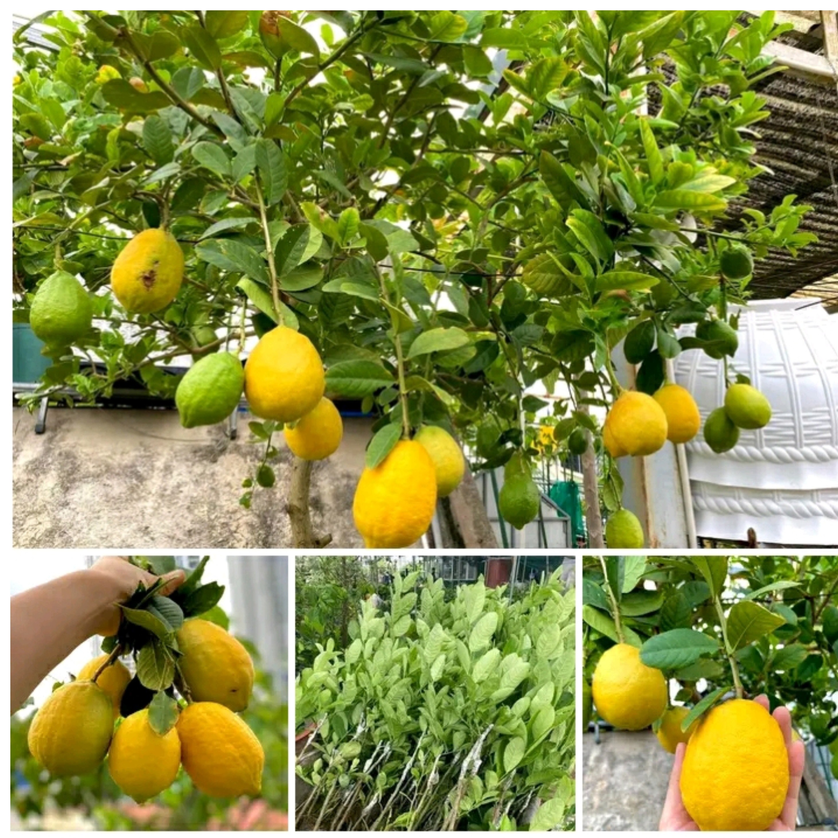 نهال لیمو ترش سنگی