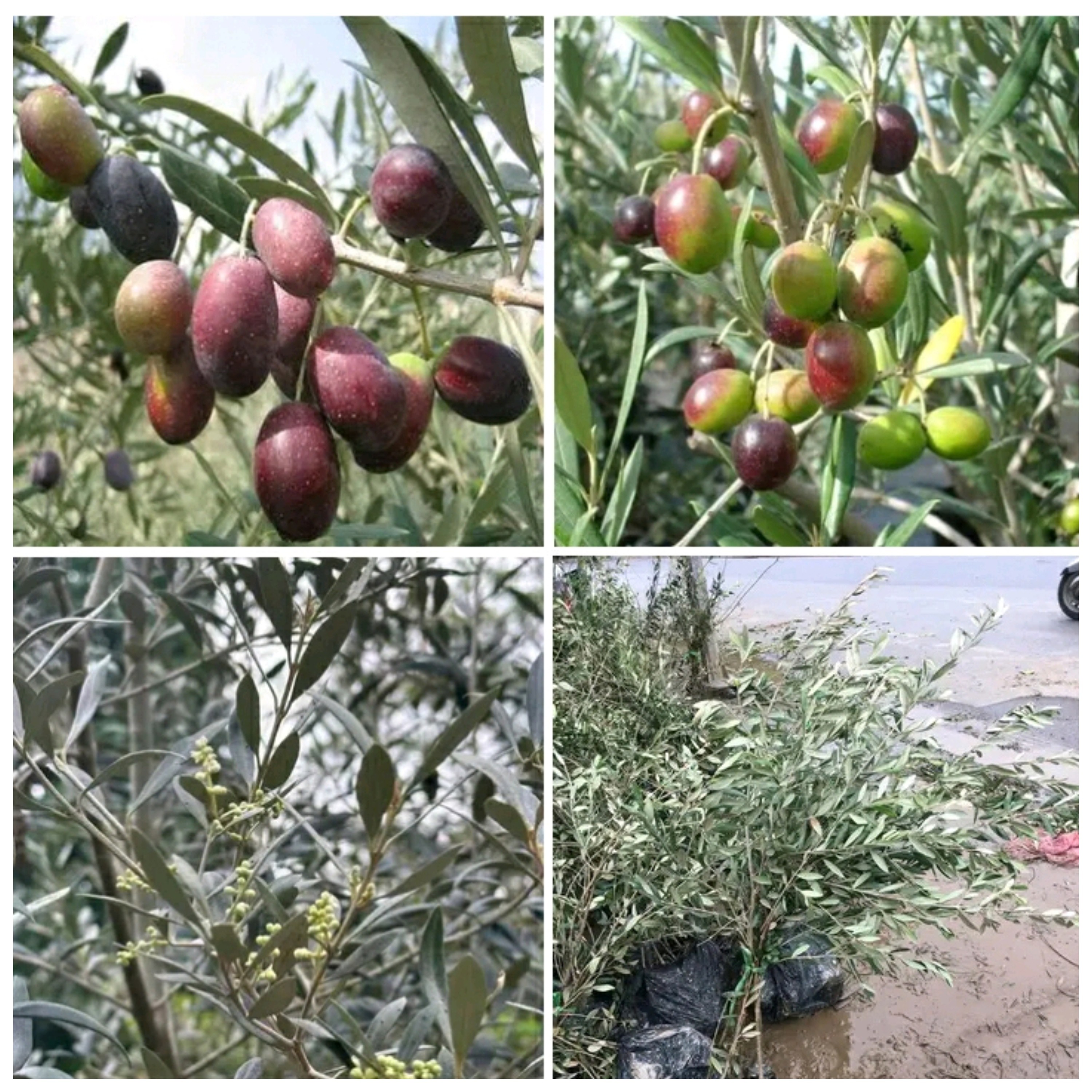 نهال زیتون مانزالیا