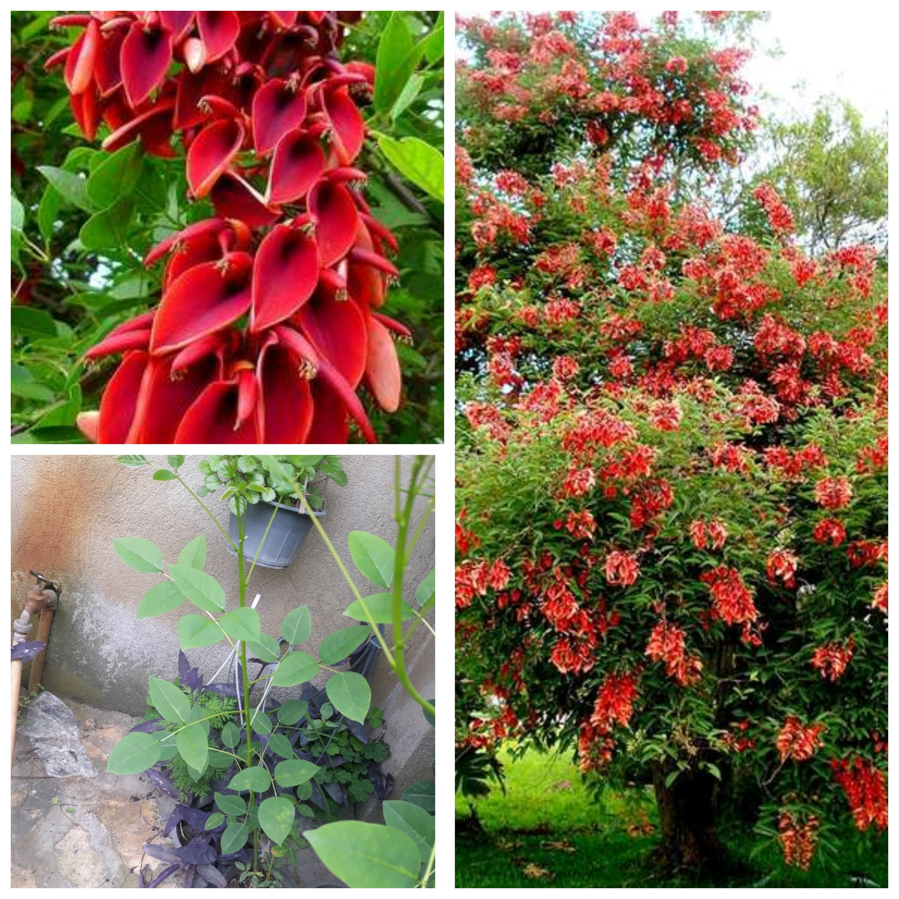 نهال درخت زیبای مرجان
