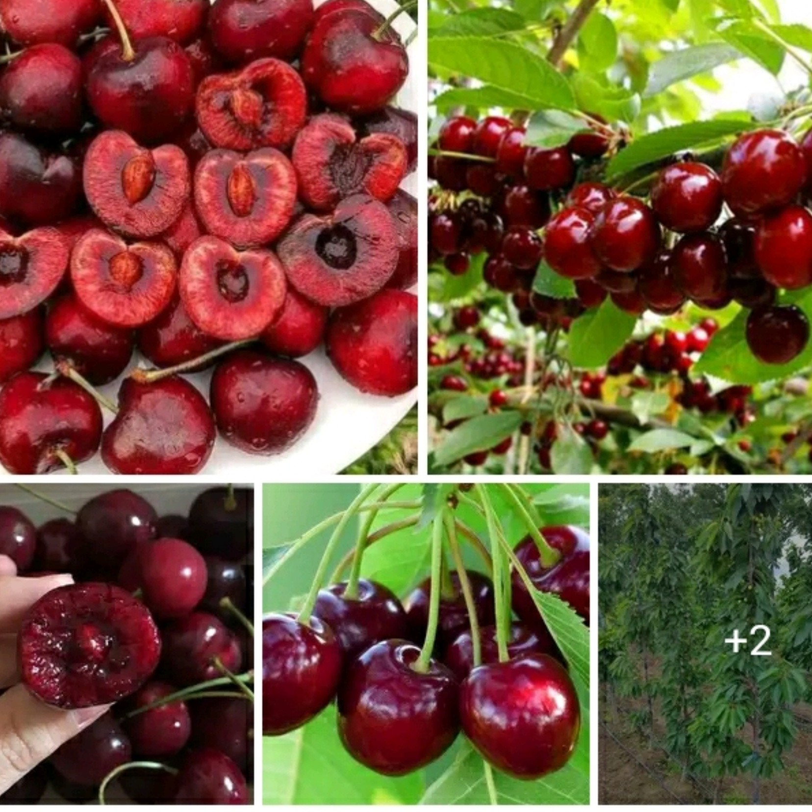 نهال گیلاس خوشه ای
