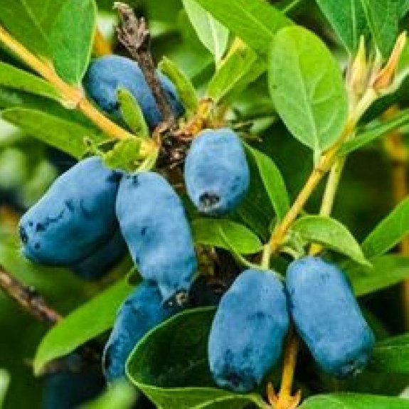 نهال هانی بری ولیکانا