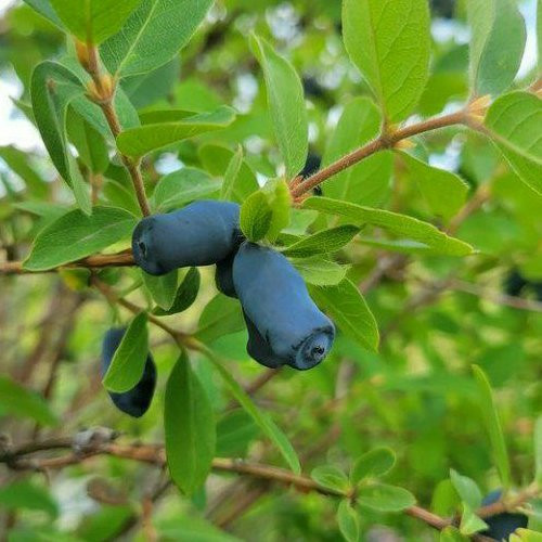 نهال هانی بری دیلایت
