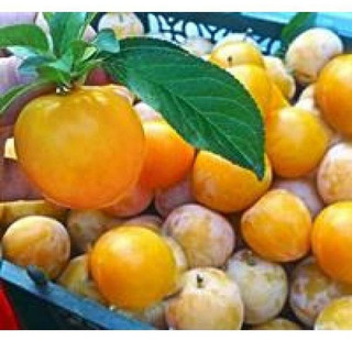نهال آلو طلایی