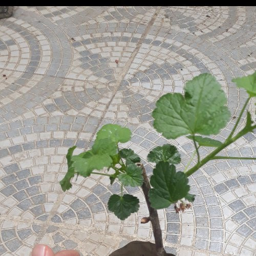 نهال کارنت سفید