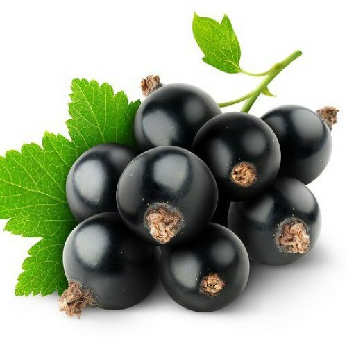 نهال کارنت سیاه انگور نروژی