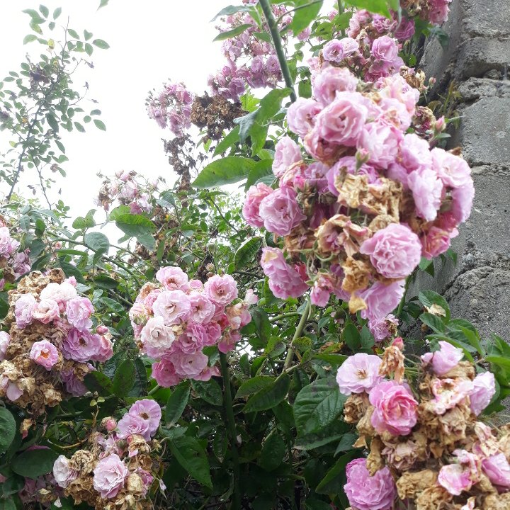 نهال رز خوشه ای صورتی