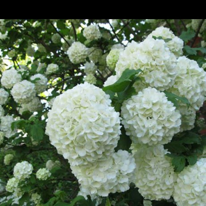 نهال گل بوداغ