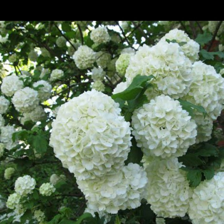 نهال گل بوداغ
