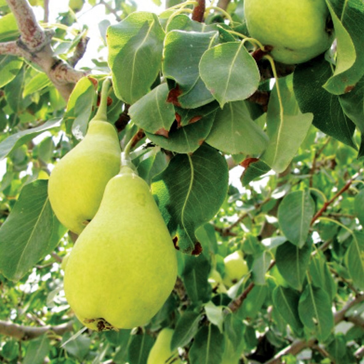 نهال گلابی اسپادانا