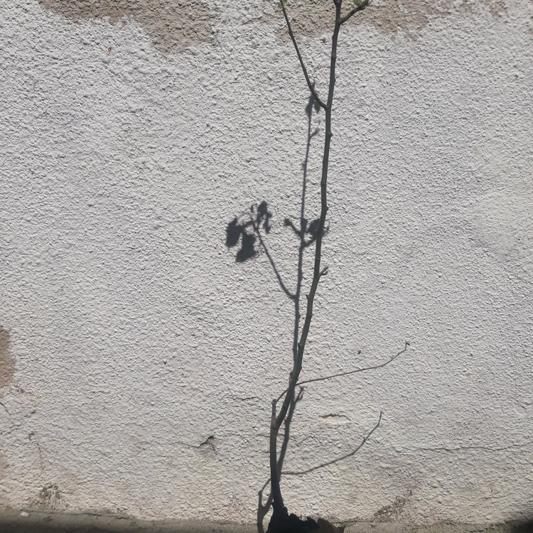 نهال گلابی اسپادانا