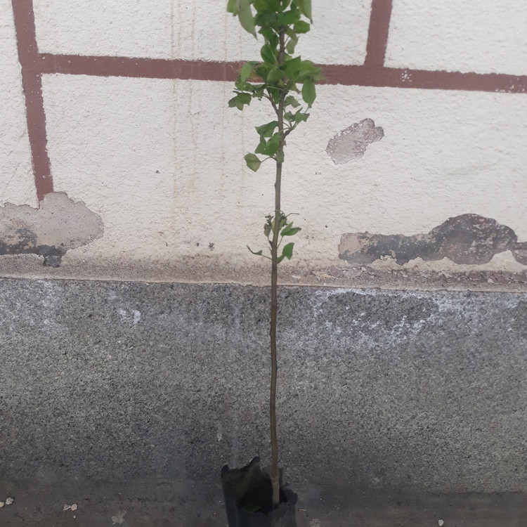 نهال گلابی درگزی