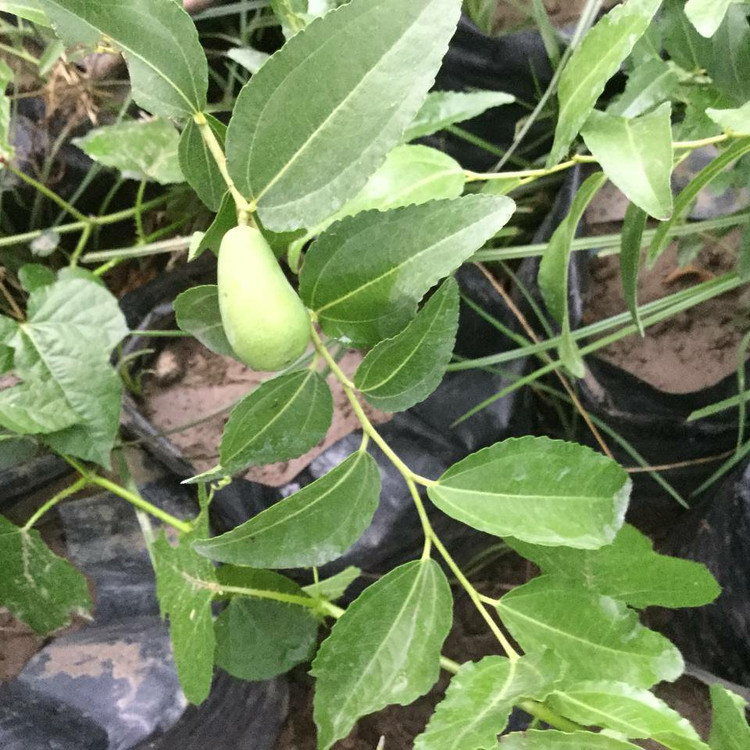 نهال عناب گلابی