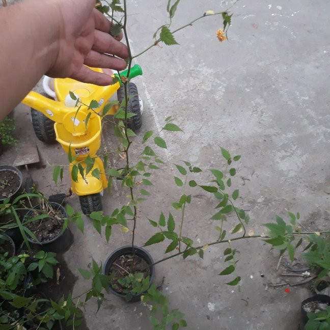 نهال یاس کاریا جابونیکا