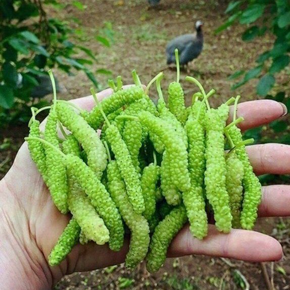 نهال توت موزی