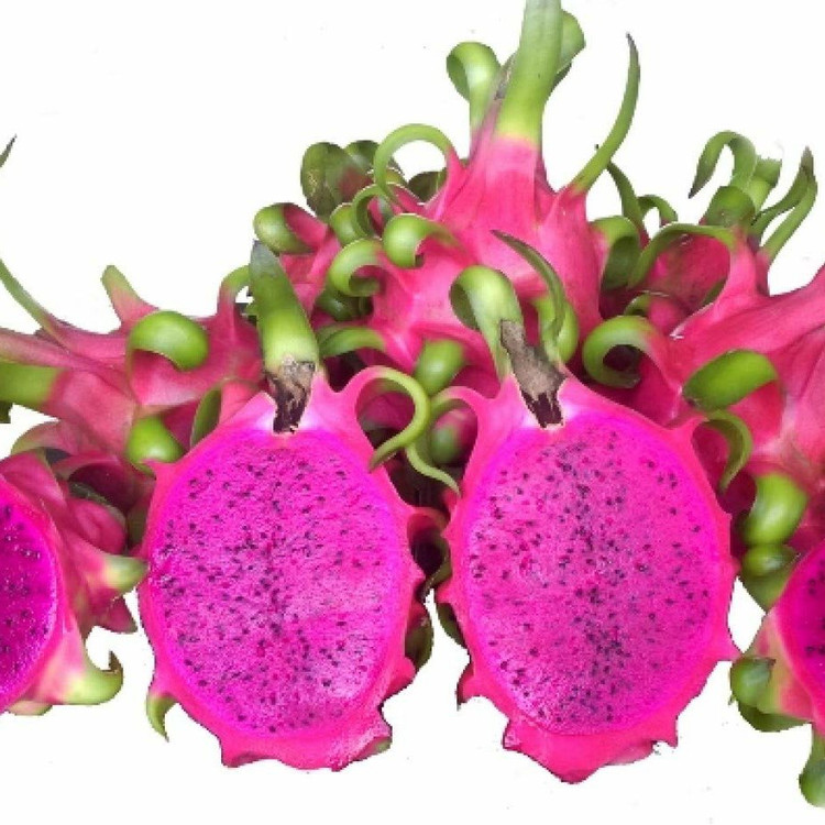 نهال دراگون بنفش