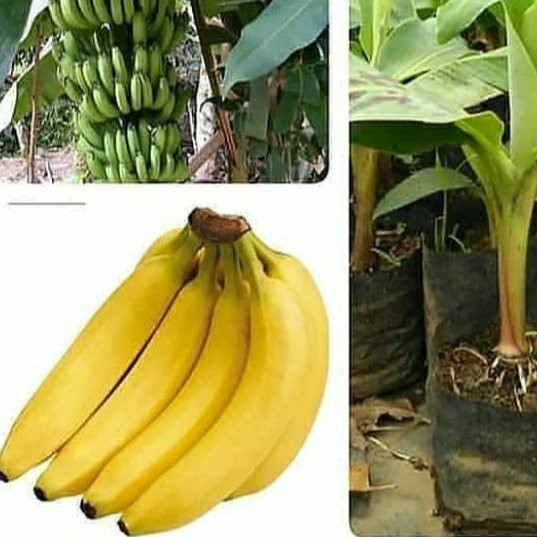 نهال موز کاوندیش
