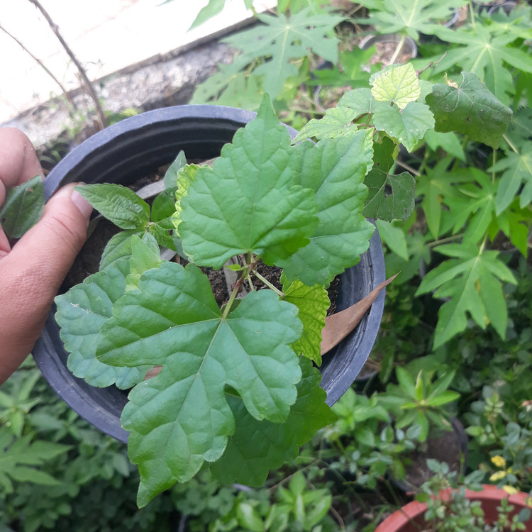 نهال انگور پورسلین بری