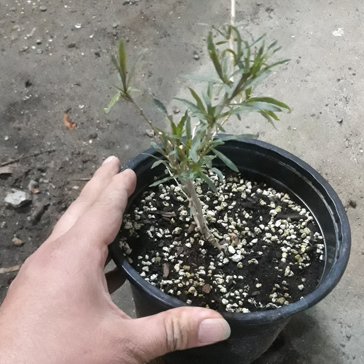نهال گوجی بری گلدن