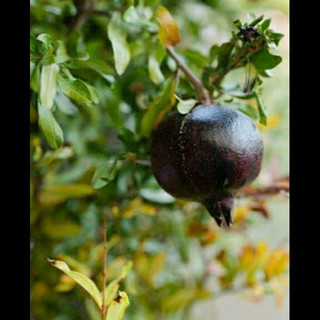 نهال انار سیاه