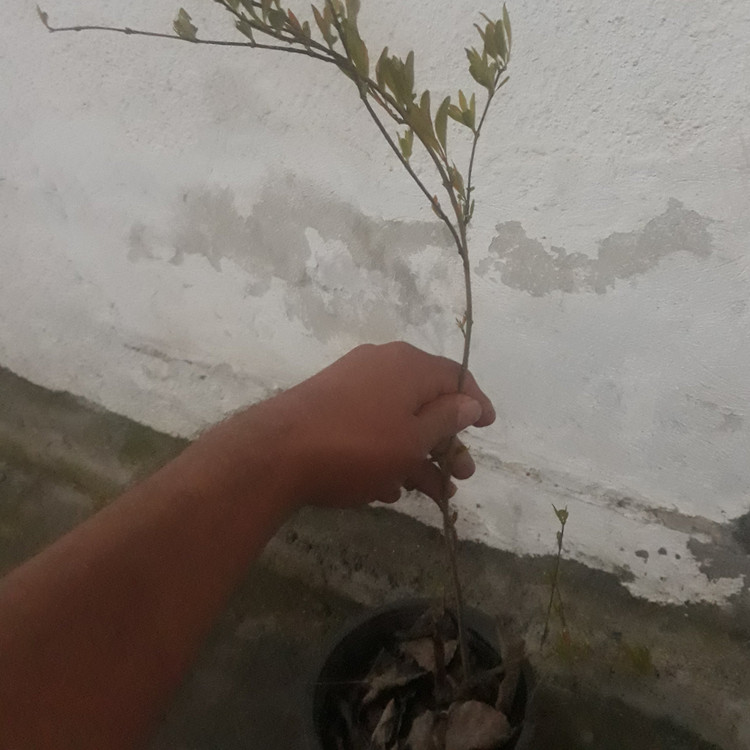نهال انار سیاه