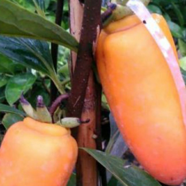 نهال خرمالو موزی