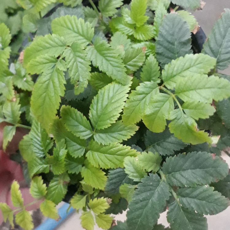 نهال رازبری استرالیایی